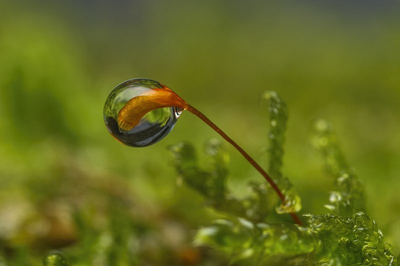 A drop of water фото превью