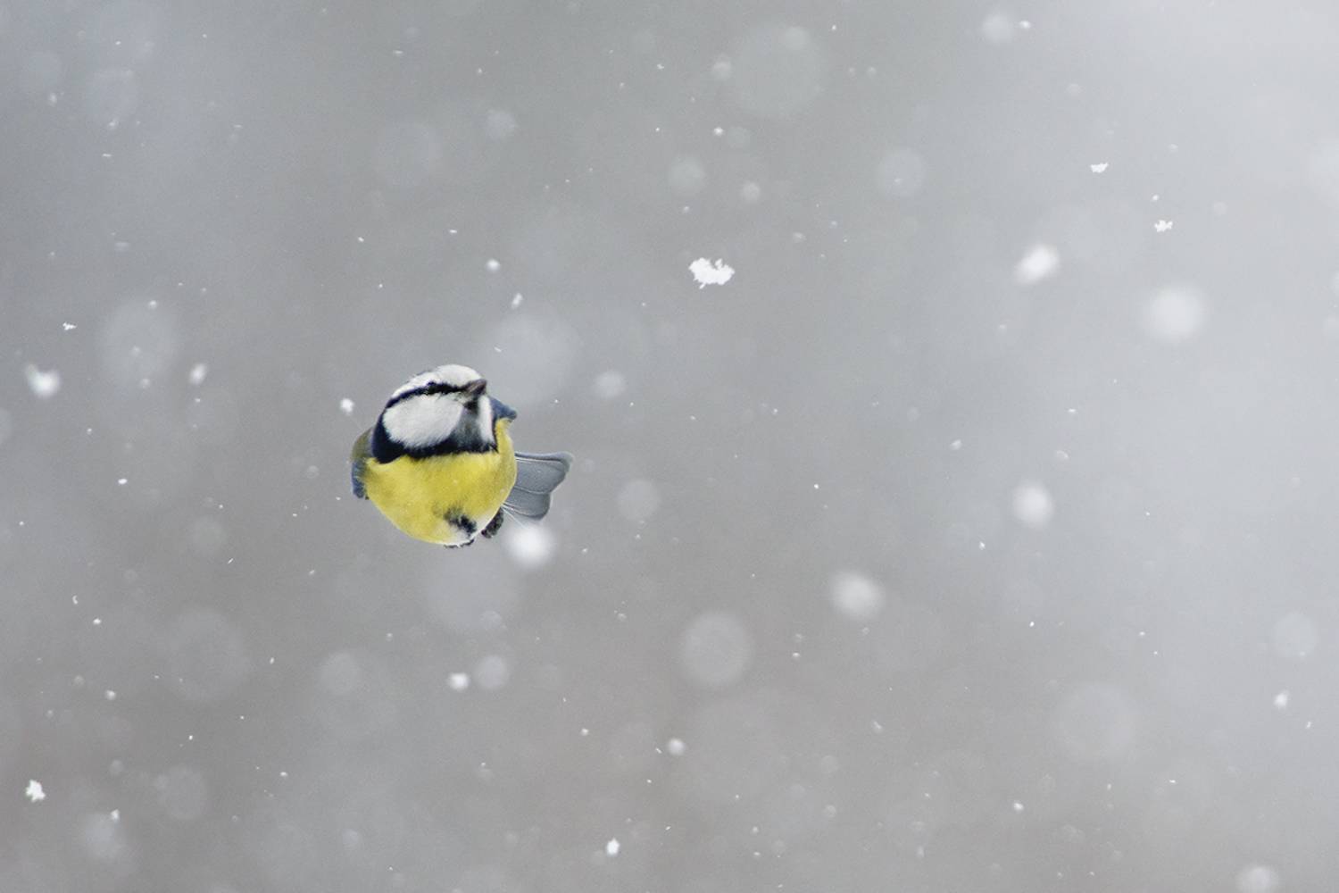 , Евгени Стефанов