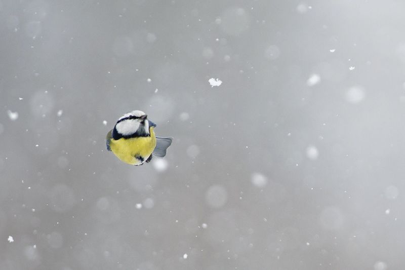 Снегурочка фото превью