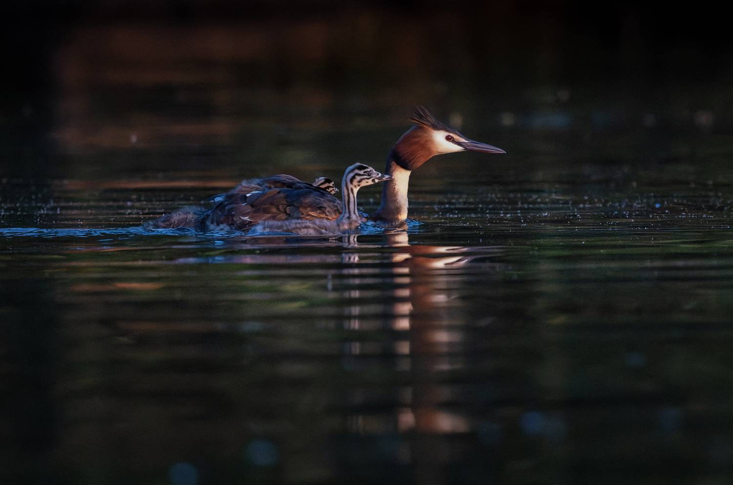 чомга, поганка, озеро, вечер, птица, птенец, Светлана Холодняк