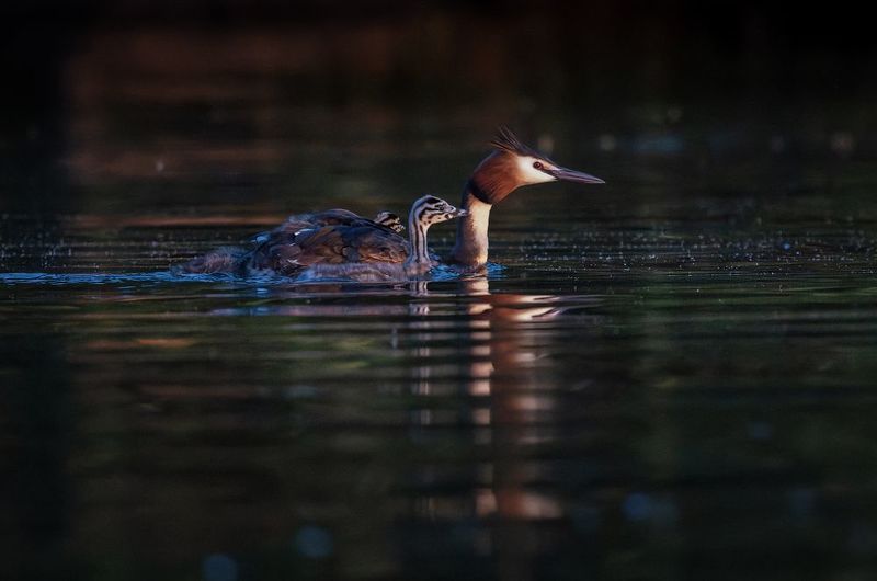 чомга, поганка, озеро, вечер, птица, птенец Перед сном фото превью