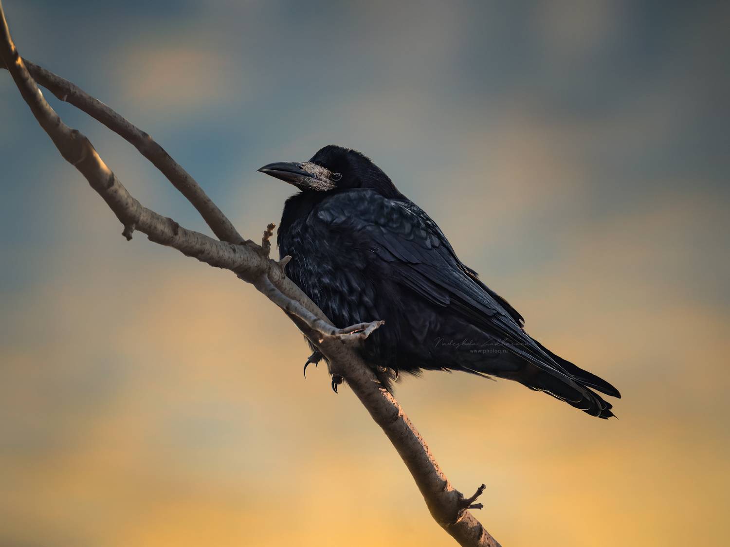 , Захарова Надежда