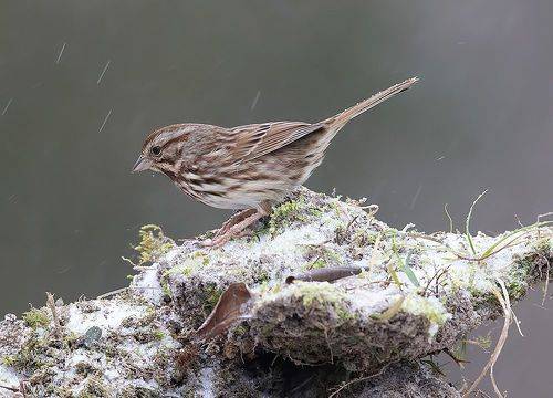 White-Crowned Sparrow -  Белоголовая зонотрихия