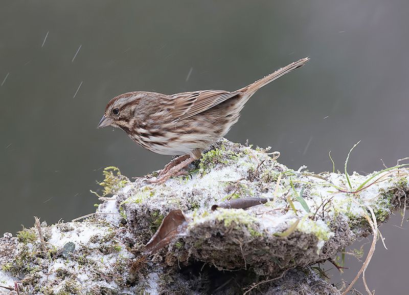 белоголовая зонотрихия, white-crowned sparrow, sparrow, cнег, птицы на снегу, зима, winter bird, птицы, snow, winter, cold White-Crowned Sparrow -  Белоголовая зонотрихия фото превью