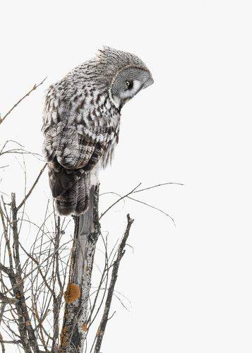 Бородатая неясыть/The great grey owl