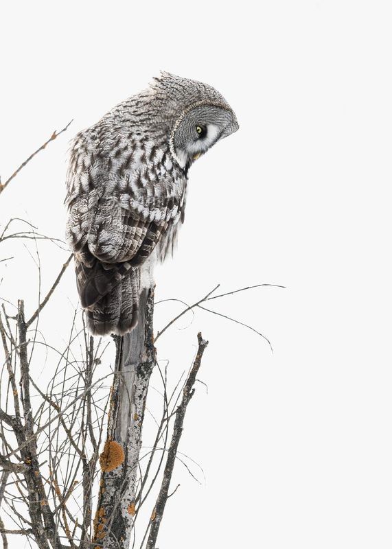 бородатаянеясыть, thegreatgreyowl, сова, неясыть, owl Бородатая неясыть/The great grey owl фото превью