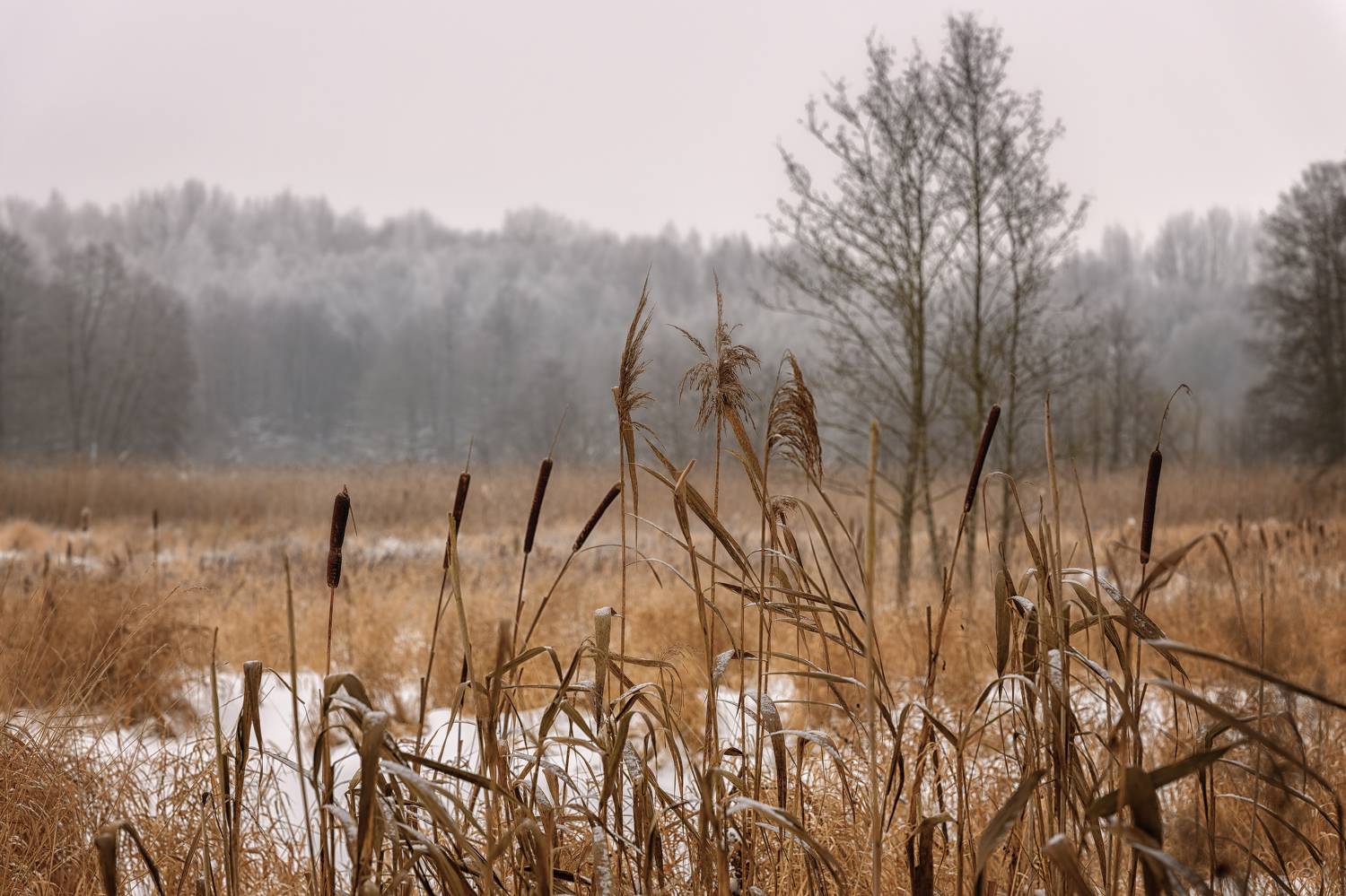 , Павел Тимошенко