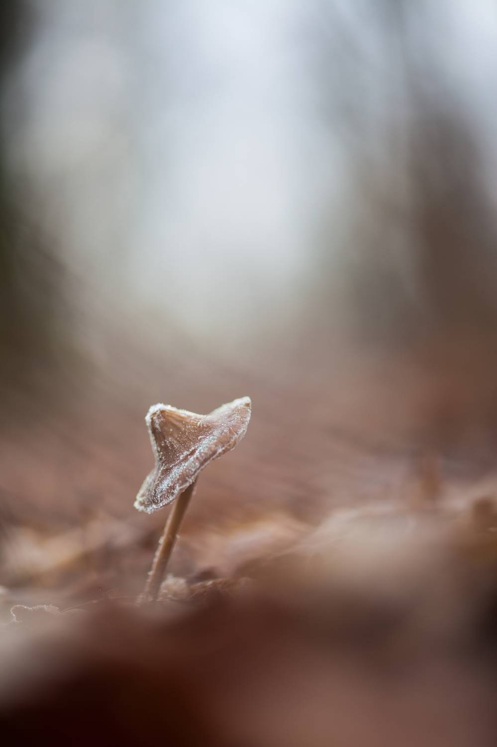 , Викулов Николай