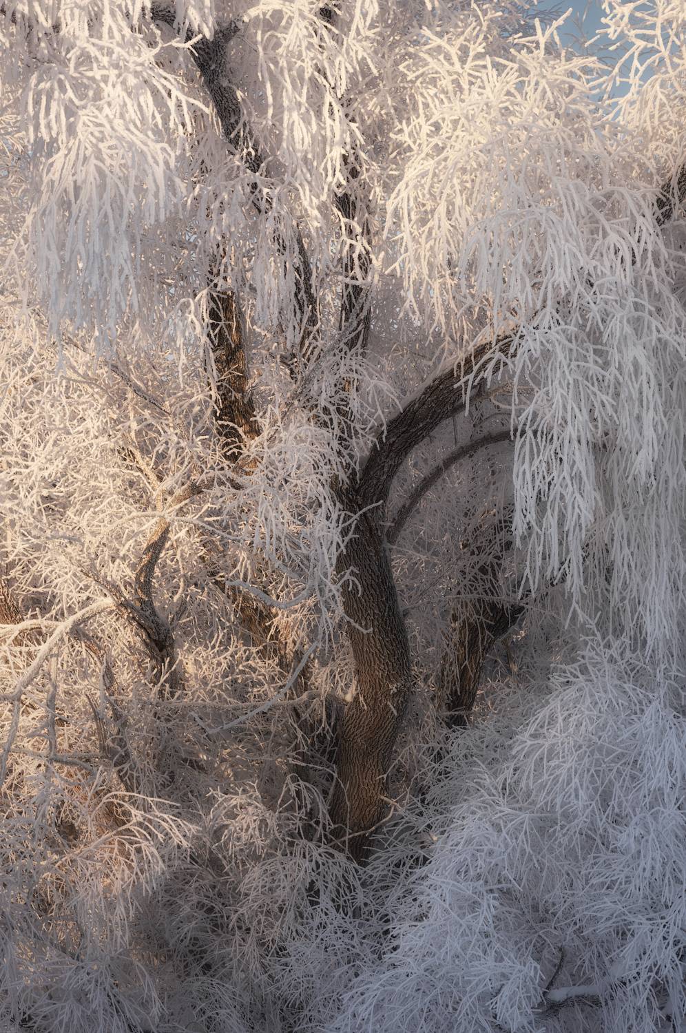 дерево, иней, куржак, мороз, зима, ива, ветви, зимняя сказка, Рубан Алена