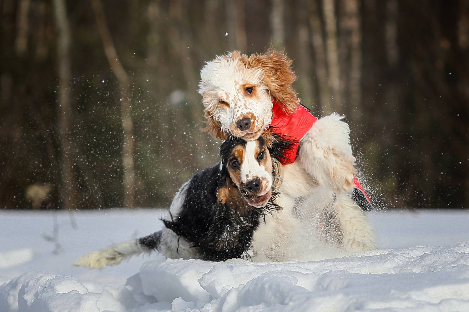 , Андрей Ершов