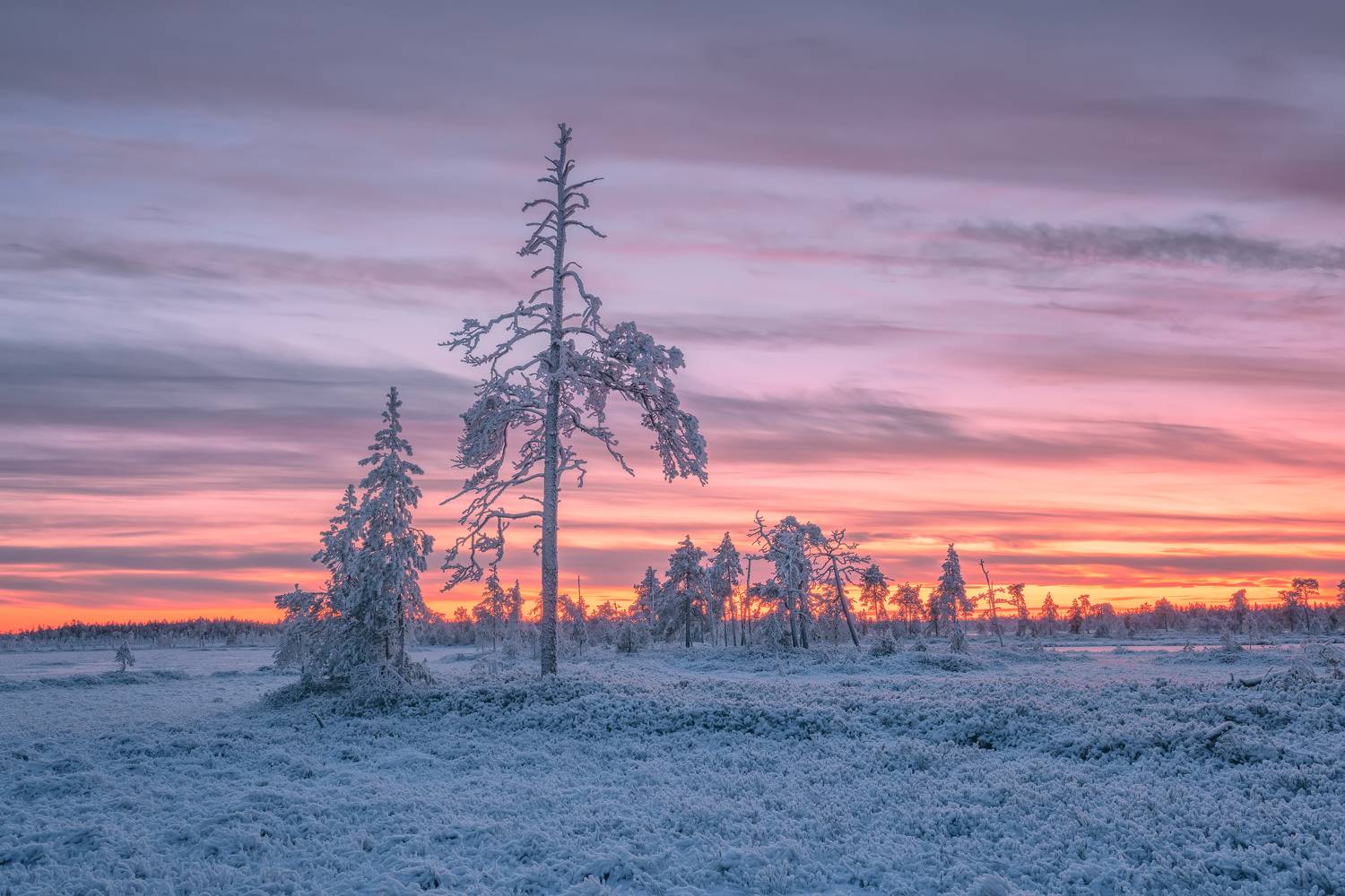 , Максим Евдокимов