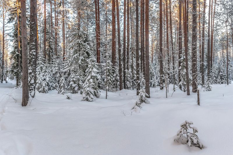 Хвойный лес. фото превью