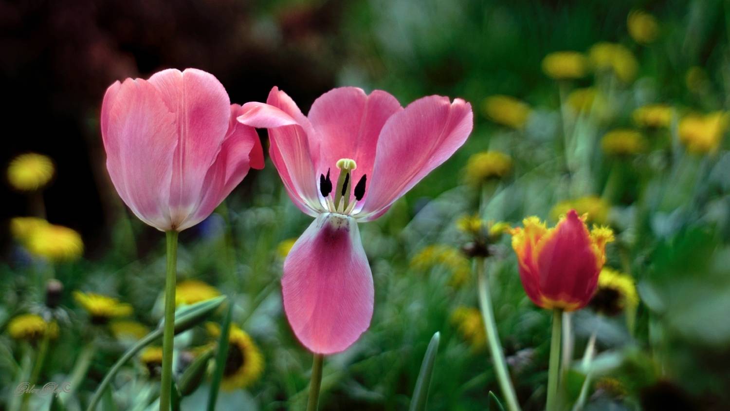 , Орлов Олег