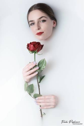 Two milk roses