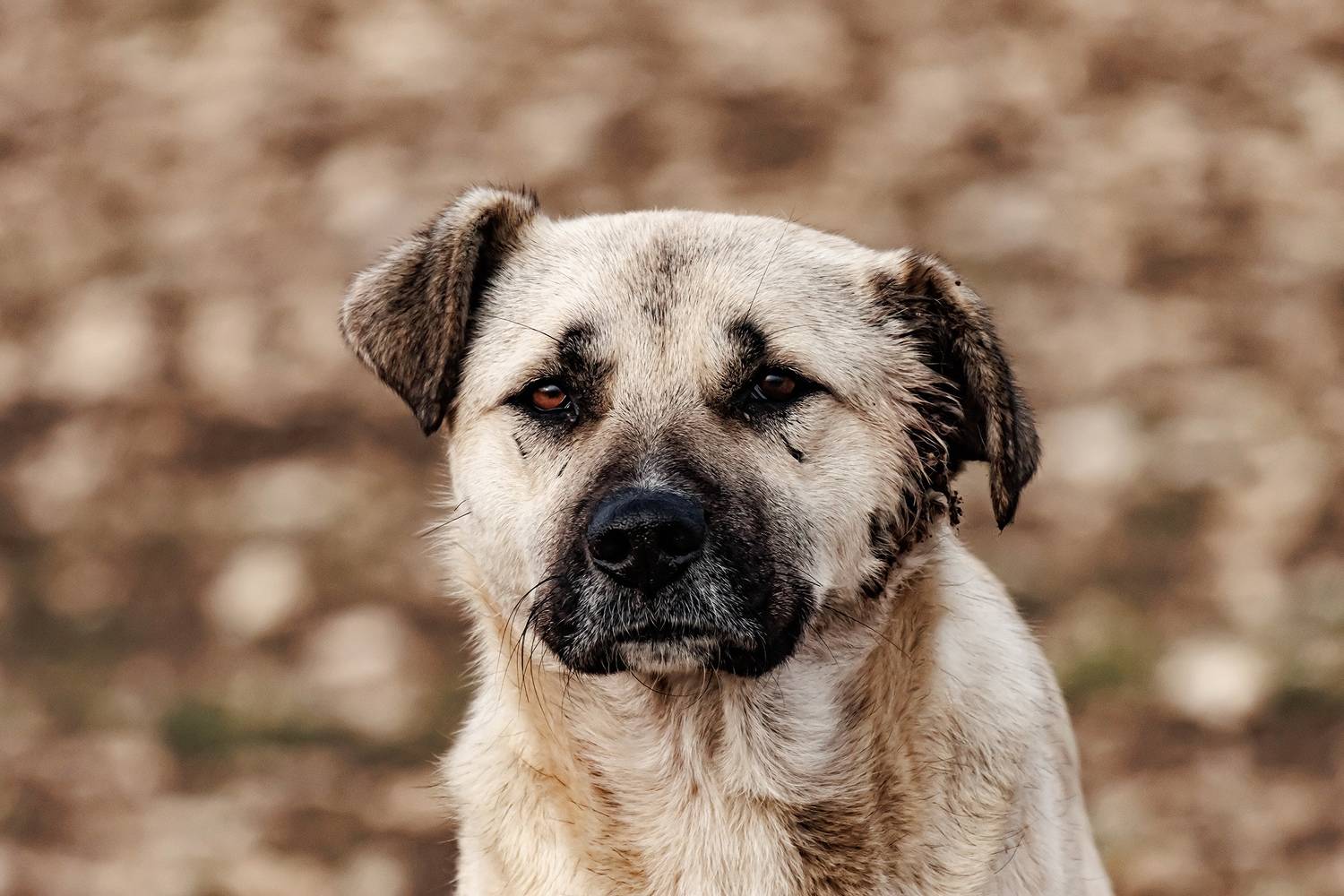 , Волынский Виктор