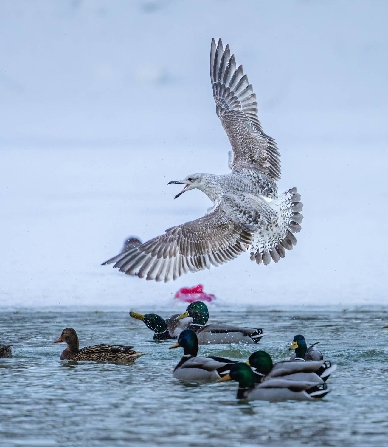 , Дэм Константин