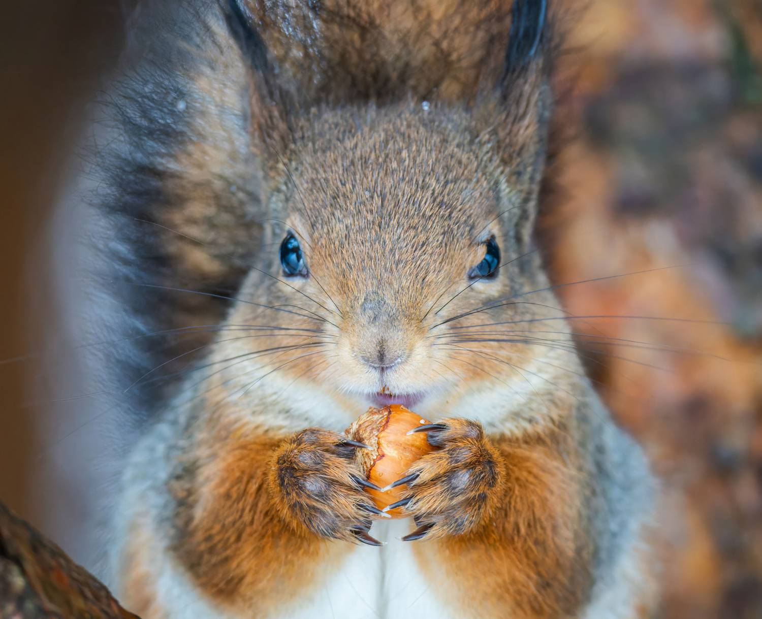 , Дэм Константин