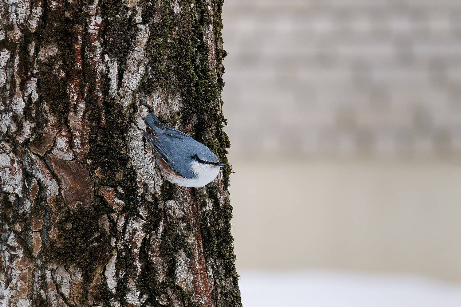 , Загруев Михаил