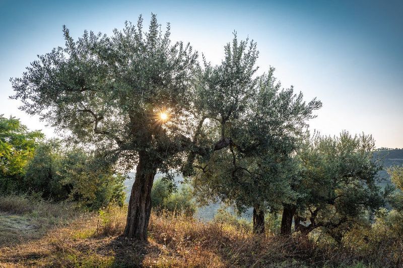 Утро в оливковой роще фото превью