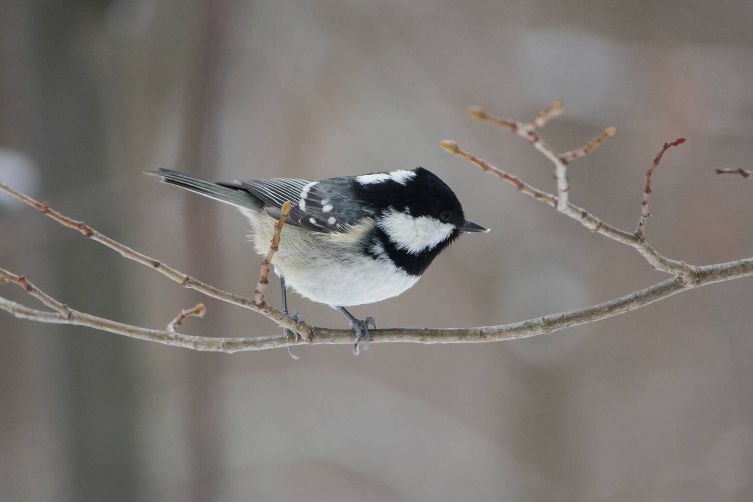 московка, чёрная синица, синица-московка, моховка, periparus ater, КарОл