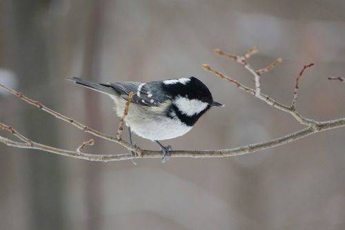 Московка (Periparus ater).