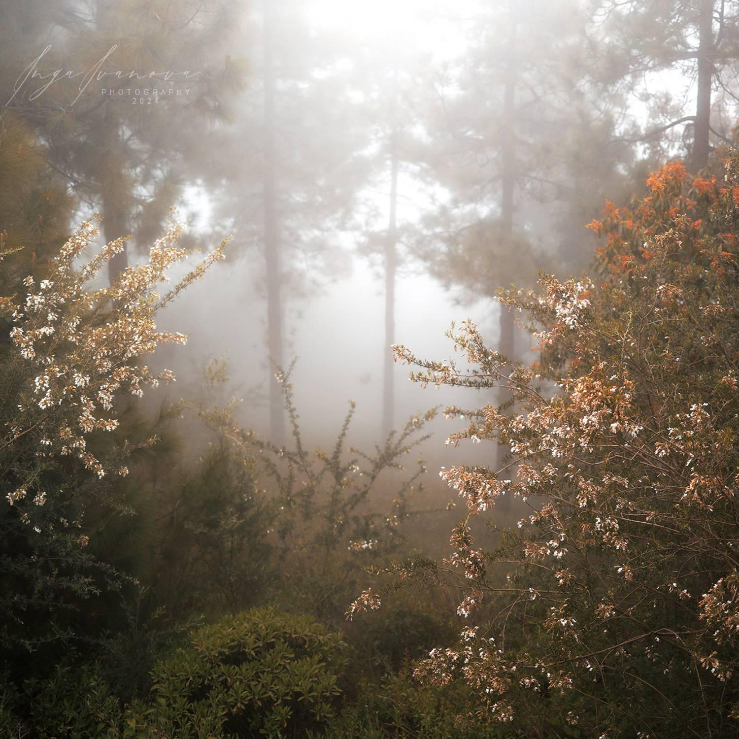 , Инга Иванова