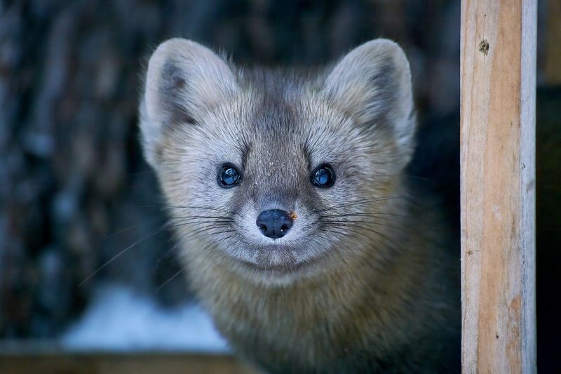 красноярские столбы, соболь В кормушке гость фото превью