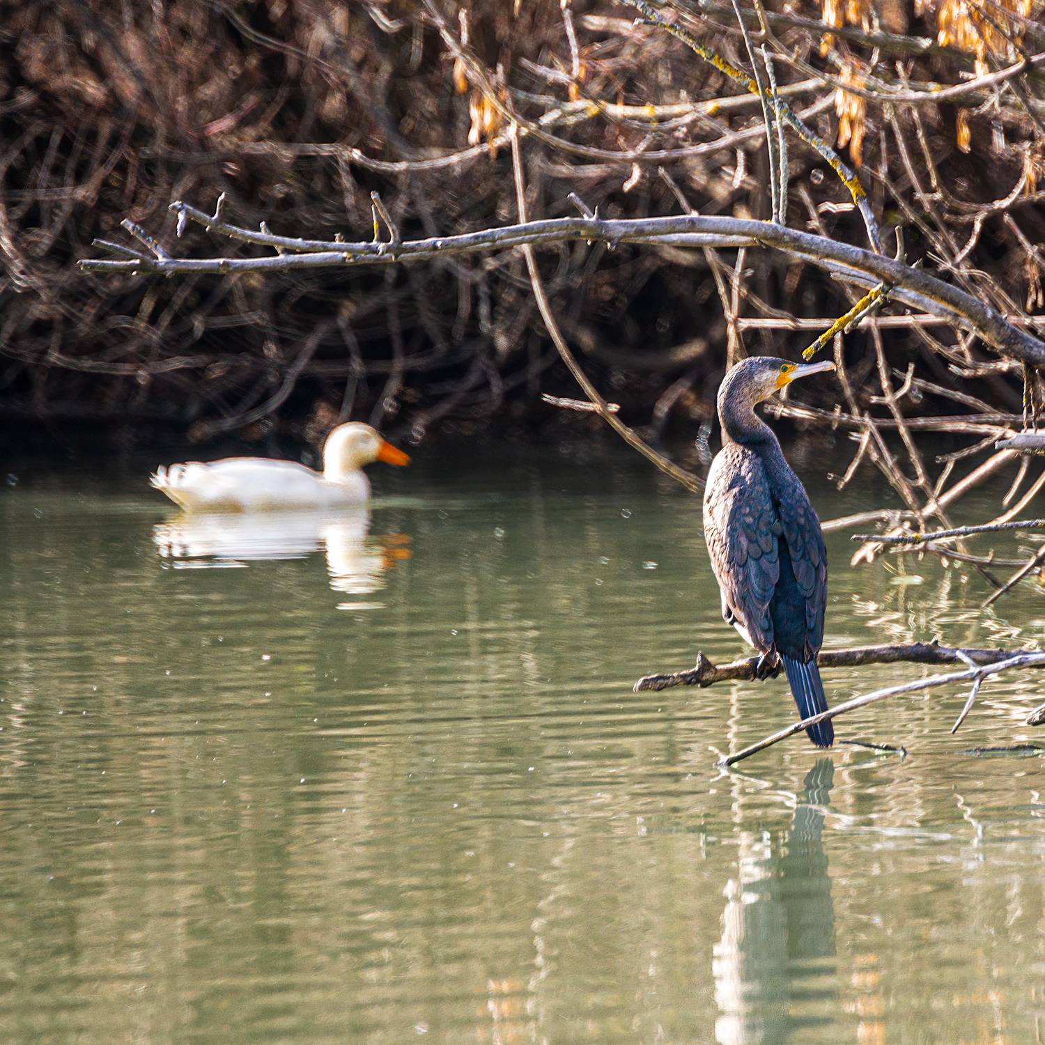баклан, утка, Алексей Рыльский