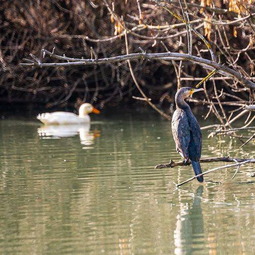 Двое по одиночку