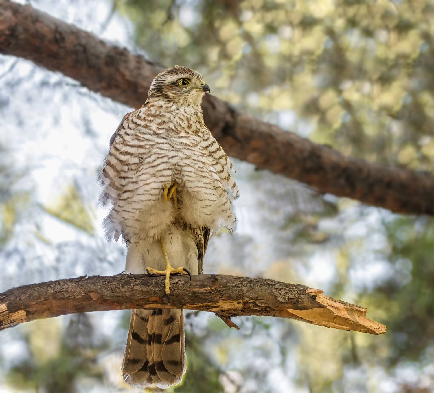 птица, ястреб перепелятник, лес,, Марина Мочалова
