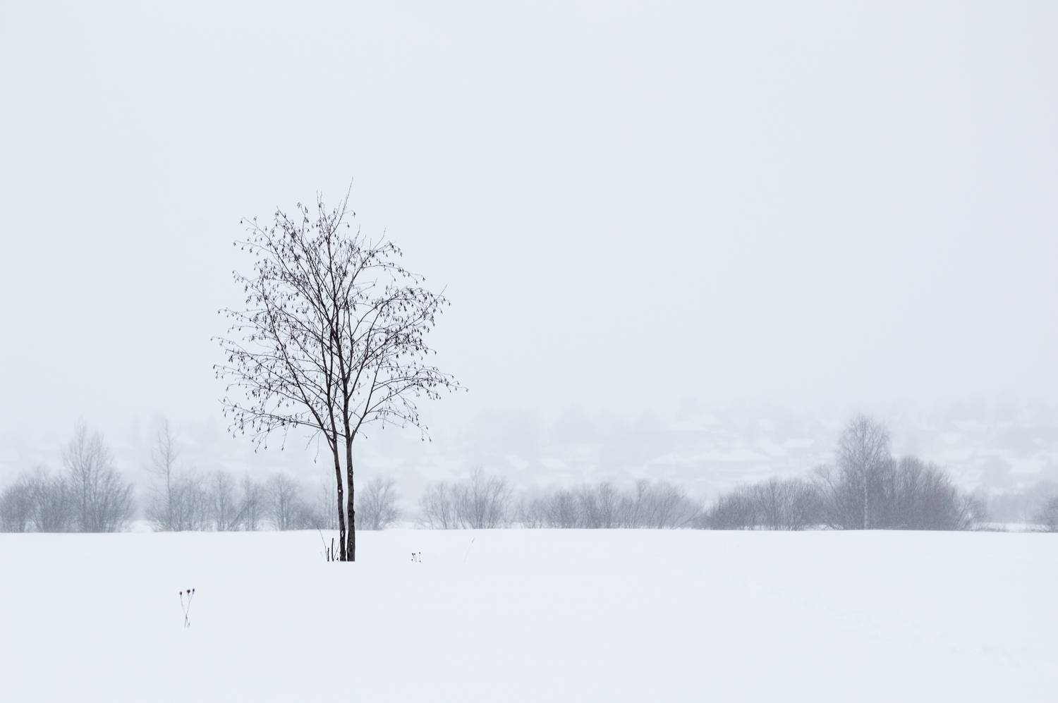 пейзаж, природа, зима, снег, лес, Mysov Ivan
