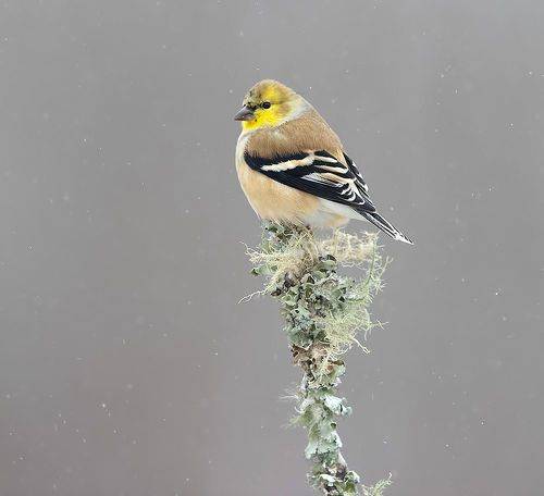 American Goldfinch - Американский чиж