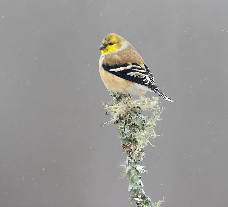 american goldfinch, американский чиж, чиж, зима American Goldfinch - Американский чиж фото превью