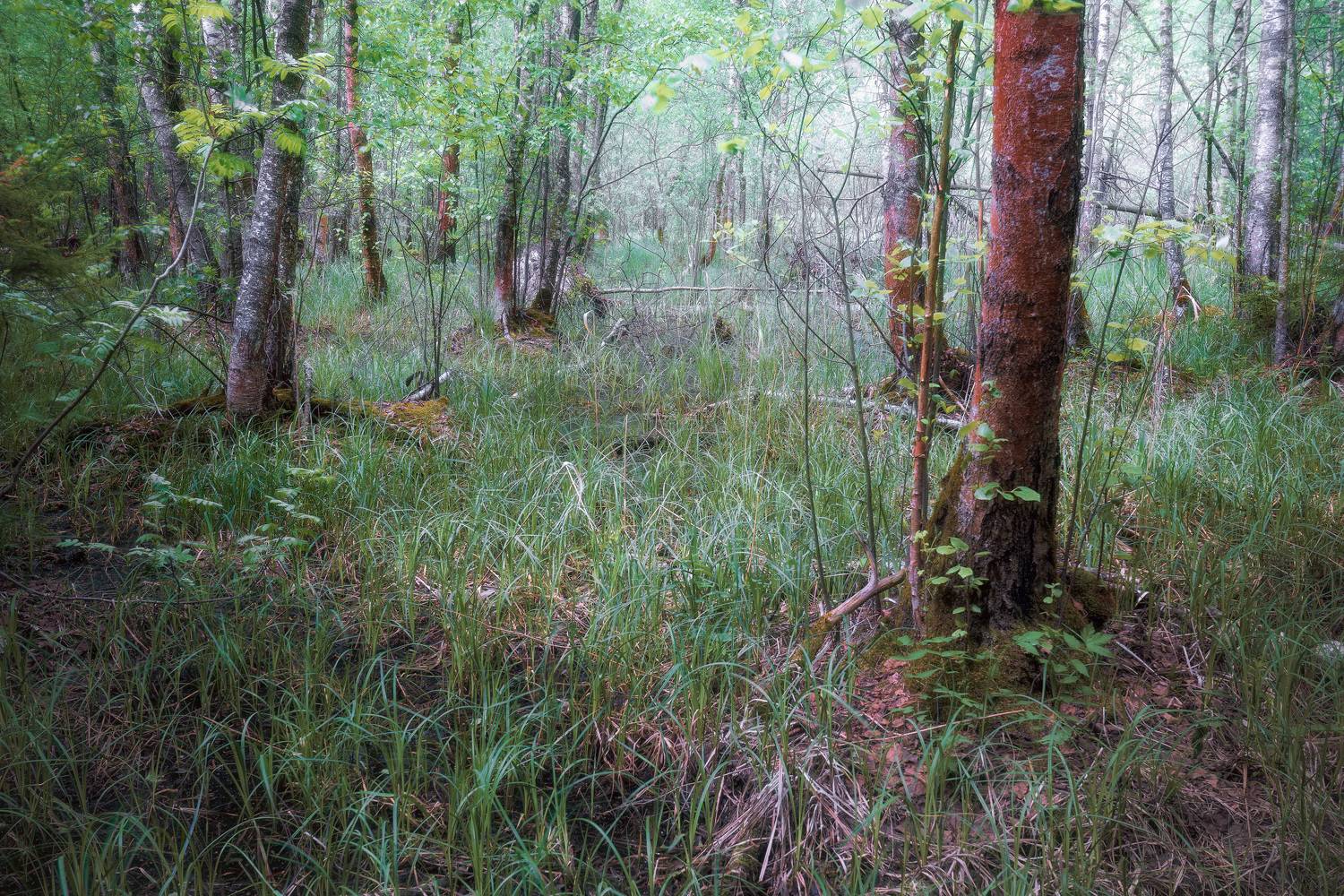 лес, деревья, весна, Валерий Вождаев