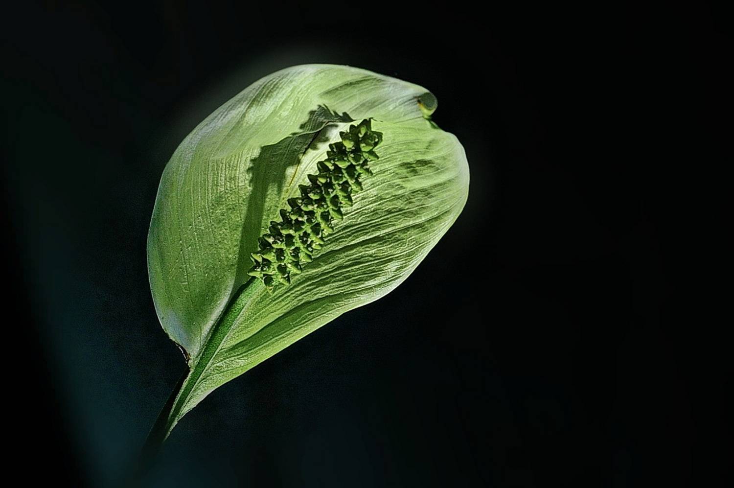 , Николаев Владимир