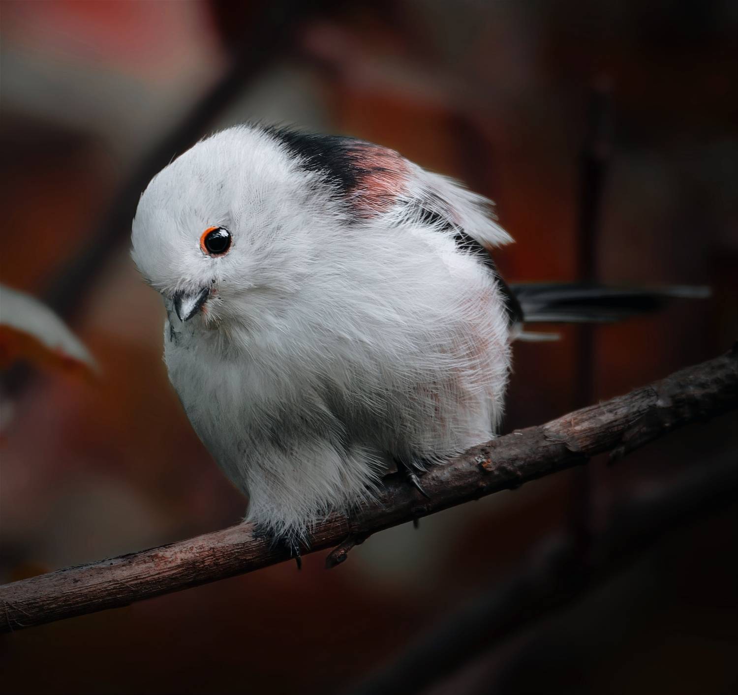 , Фотоохота Александр