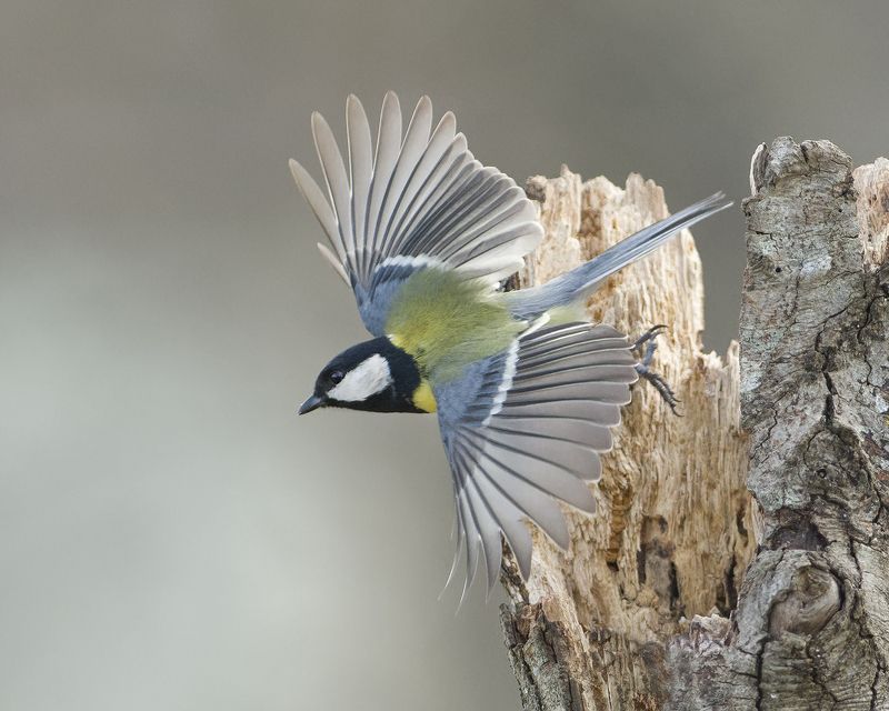 Большой взлетает фото превью