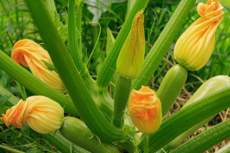 #nature #flora #flowers #plant #beautifull #природа #растения #кабачок #макро #цветы Жил был кабачок фото превью