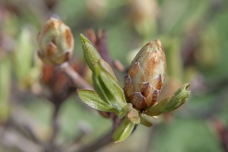 весна фото превью
