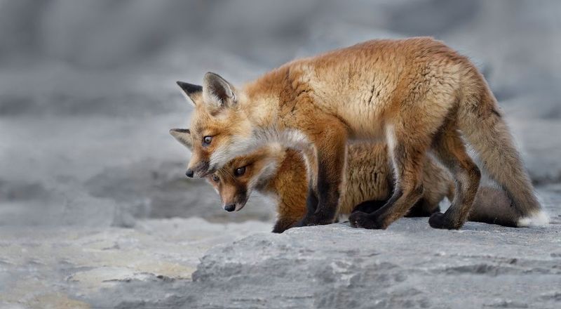 Интерес фото превью