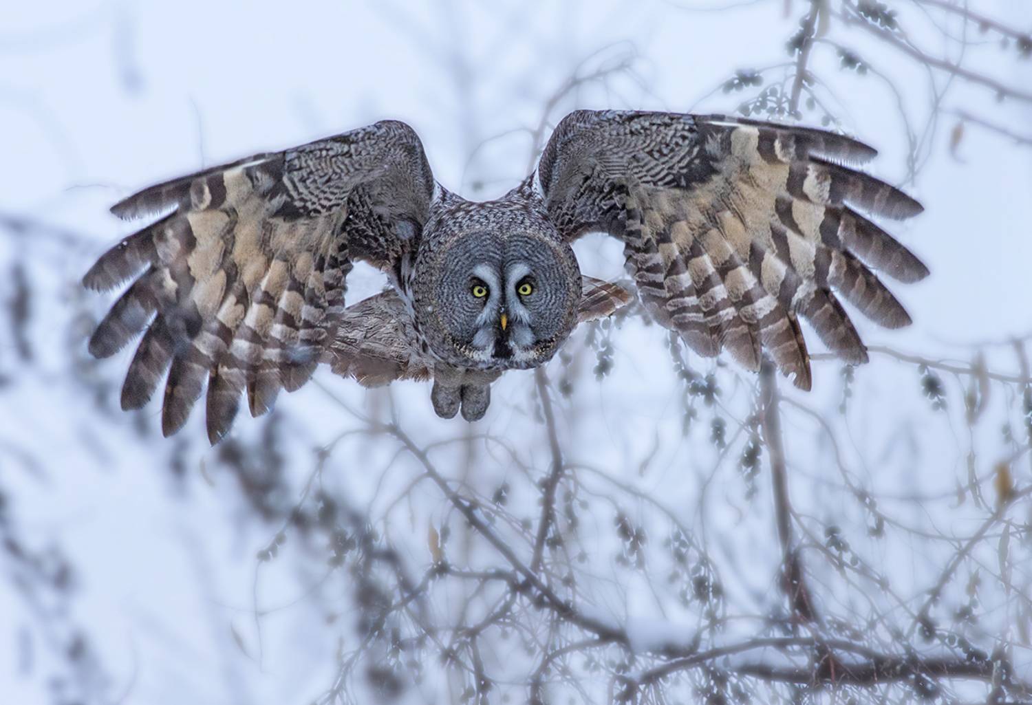сова,бородатая неясыть,зима,пасмурно,полёт, Иван