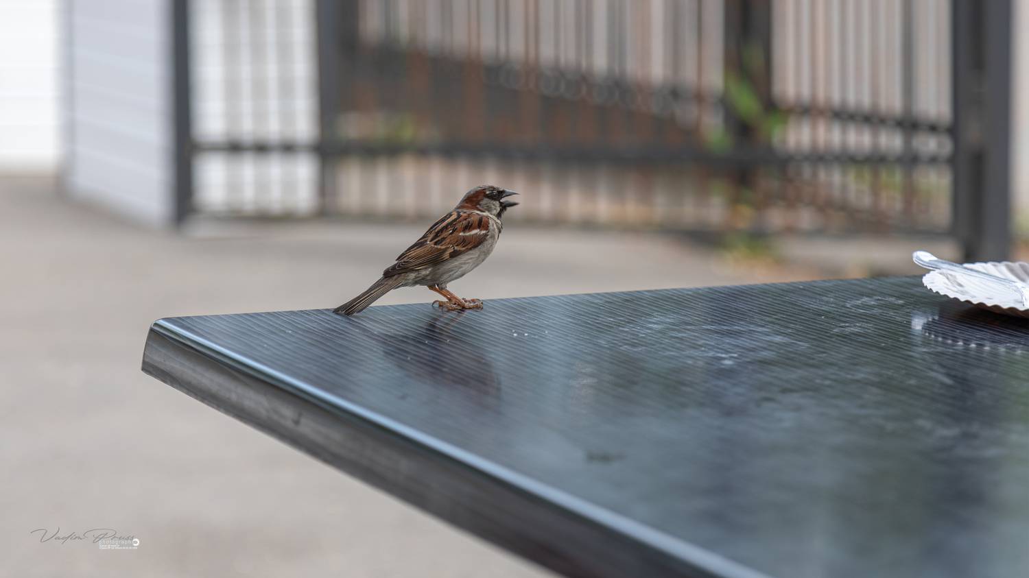 попрошайка, птица, стол, Зеленоградск, Россия, фотография, животное, пернатый, улица, день, Свирин Вадим, beggar, bird, table, Zelenogradsk, Russia, photography, animal, feathered, street, day, Vadim Svirin, Vadim Svirin