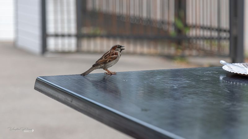 попрошайка, птица, стол, Зеленоградск, Россия, фотография, животное, пернатый, улица, день, Свирин Вадим, beggar, bird, table, Zelenogradsk, Russia, photography, animal, feathered, street, day, Vadim Svirin Попрошайка. фото превью