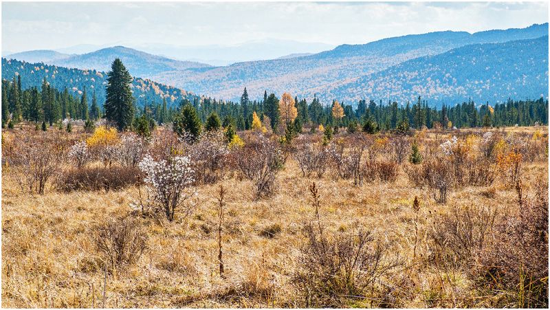 пейзаж, осень, горы, Горный Алтай Осенний пейзаж в горах Алтая  фото превью
