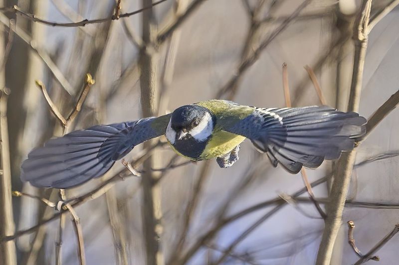 Great Tit .... фото превью