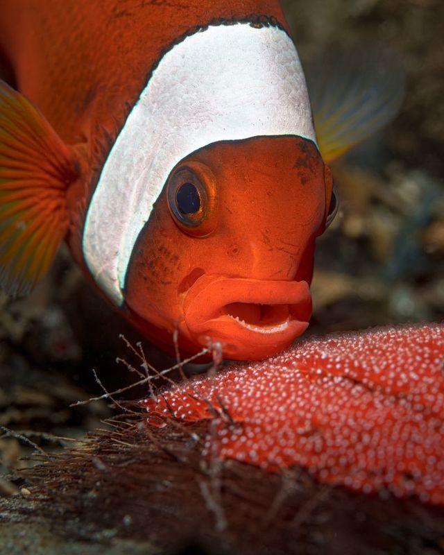 Я же мать фото превью