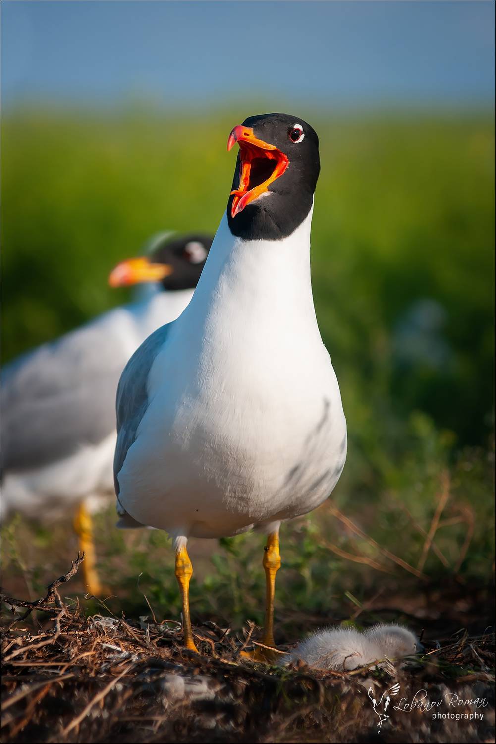 черноголовый, хохотун, Лобанов Роман