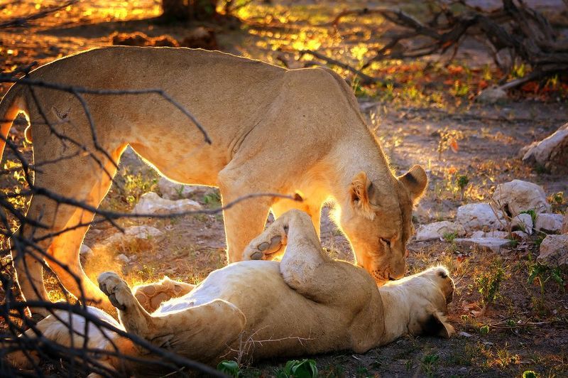 Wake up, honey фото превью