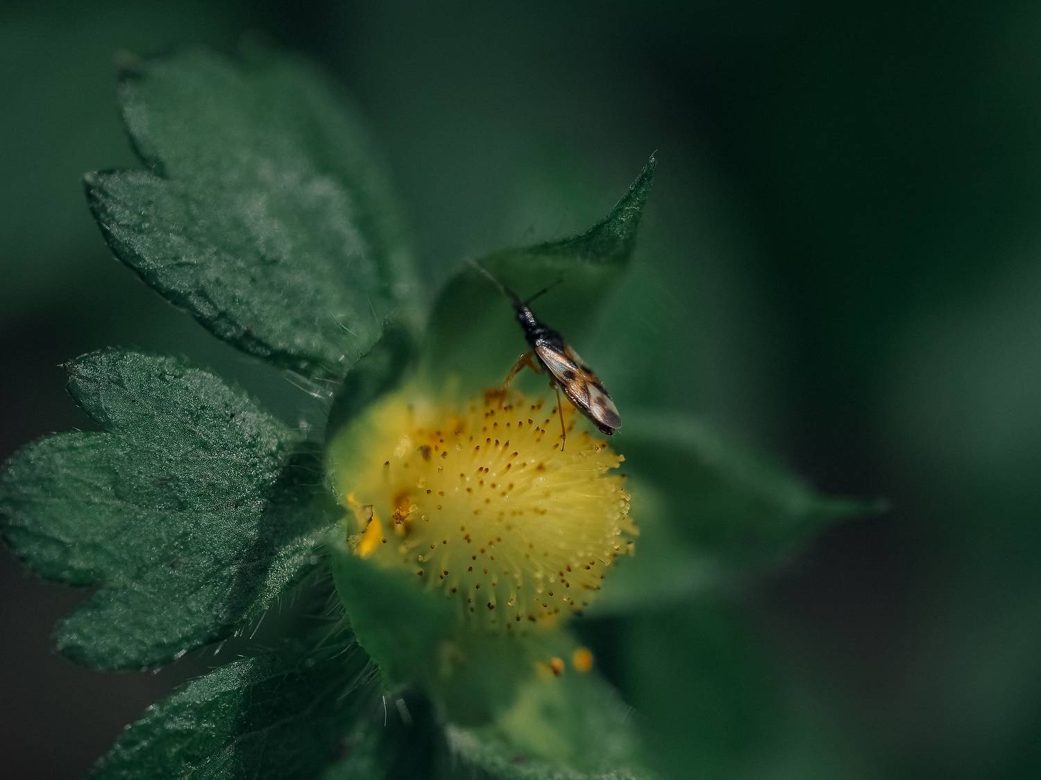 макро, клоп, земляника, macro, Протченко Ирина