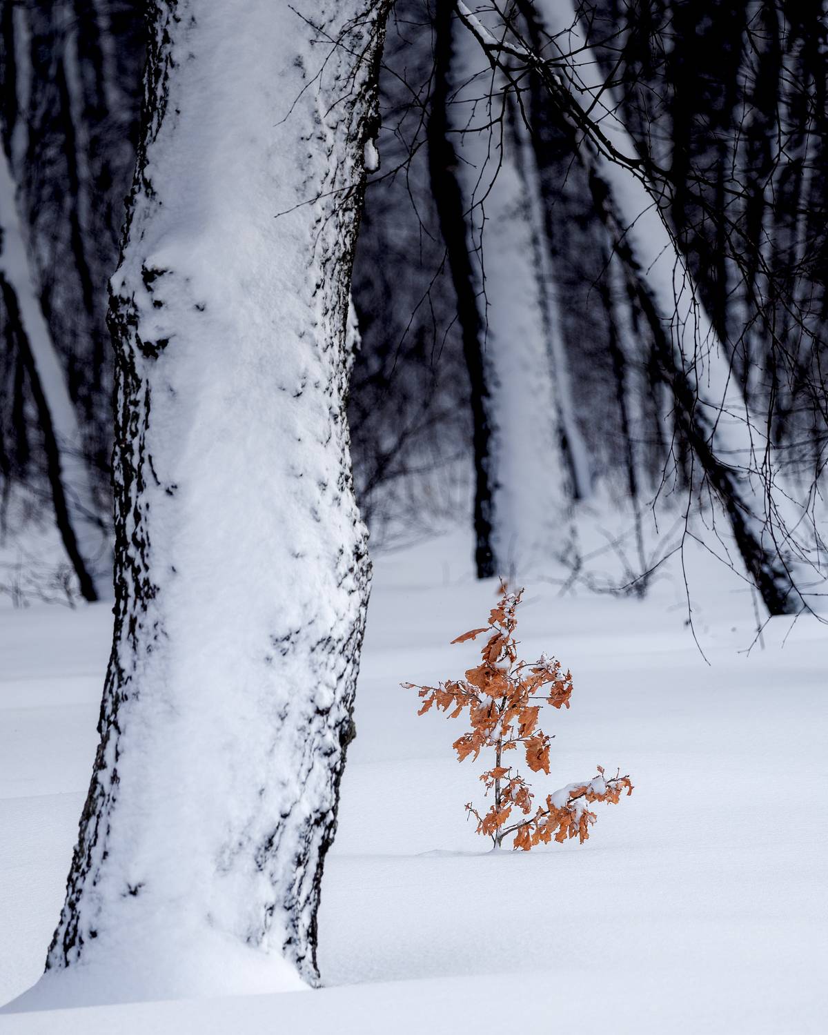 , Загруев Михаил